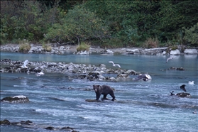 Chilkoot Lake